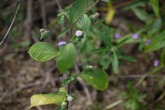 Vernonia indica